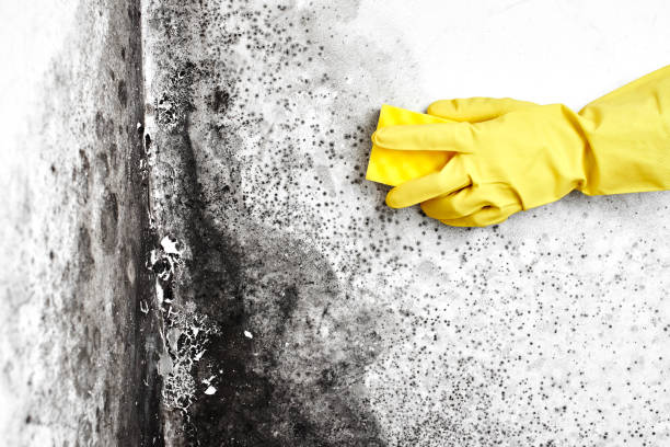 Best Crawl Space Mold Removal  in Albany, OR