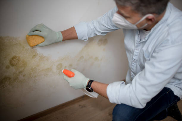 Crawl Space Mold Removal in Albany, OR