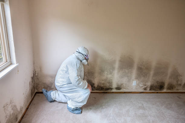 Best Mold Remediation Experts  in Albany, OR